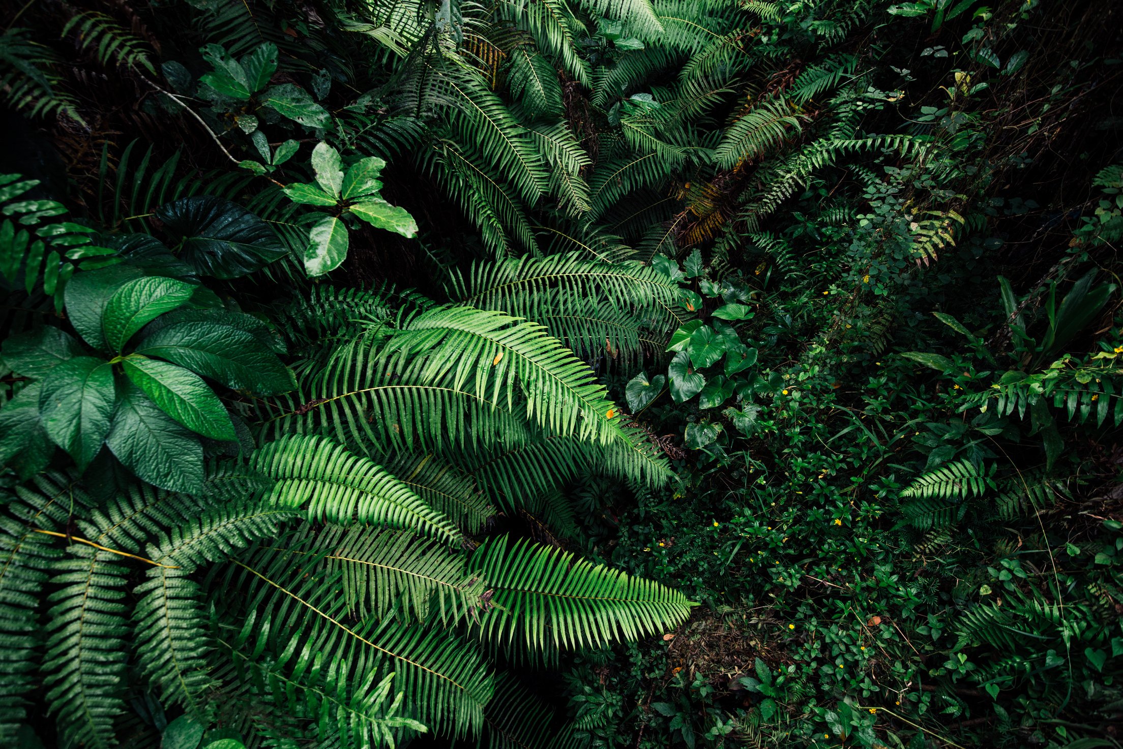 tropic leaf background jungle leaves