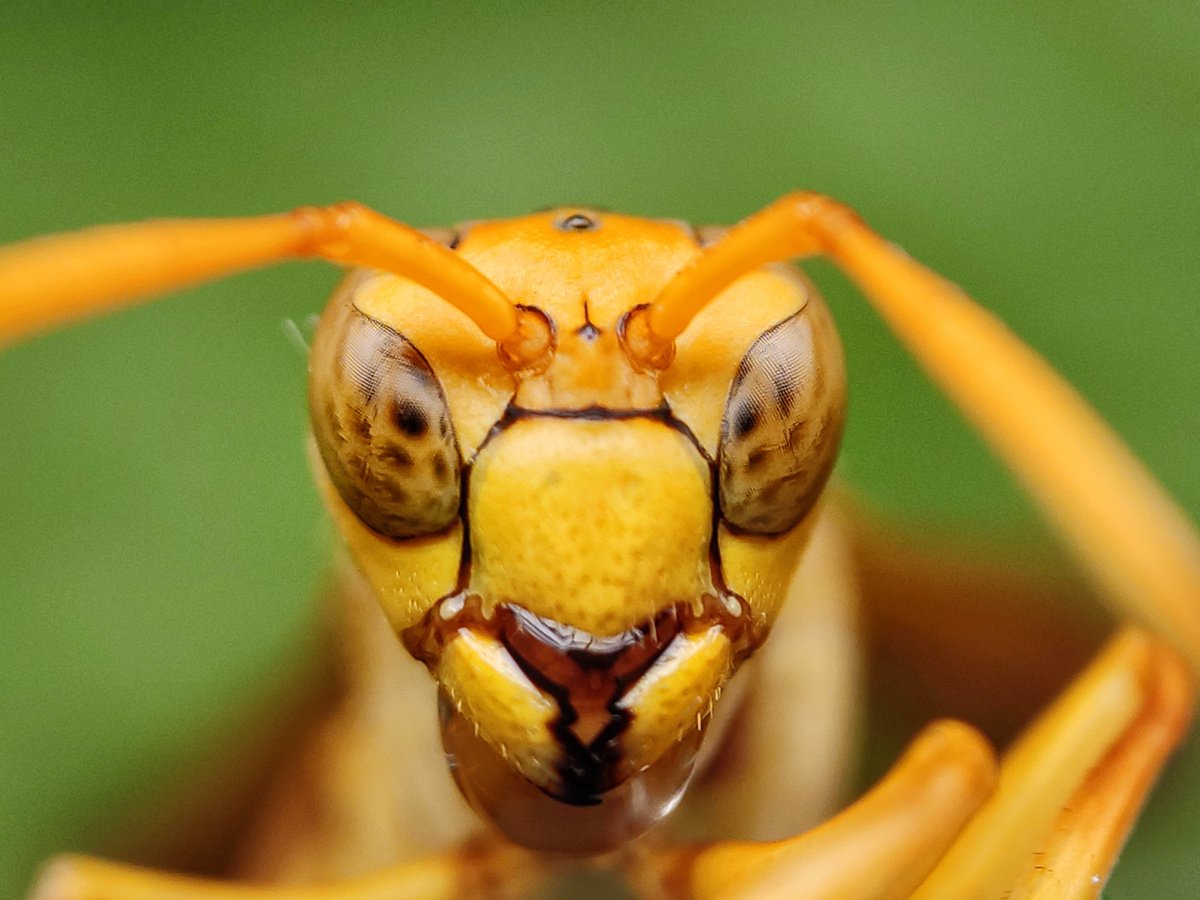 Paper Wasp